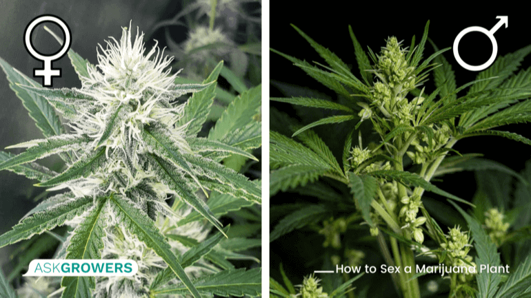 female and male cannabis plants